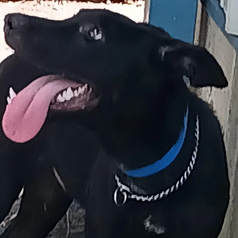 An adult medium-sized male Mixed Breed dog named Haiti for adoption in North Little Rock, AR