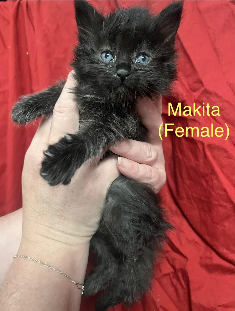 Makita thumbnail 3