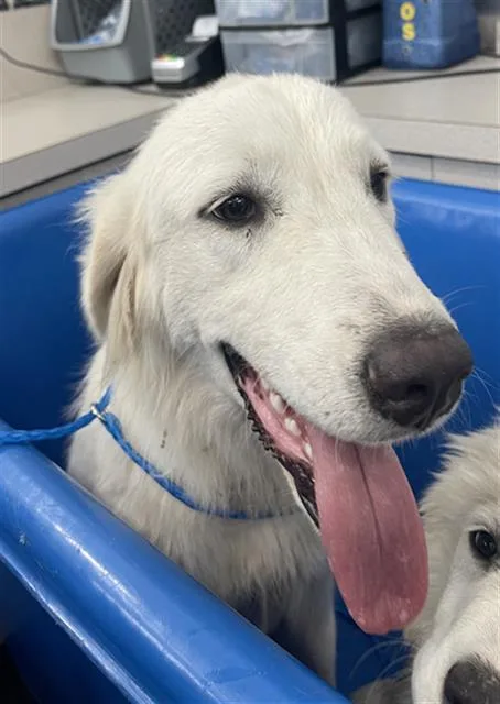 A young large-sized female Mixed Breed dog named Sheila for adoption in Dallas, TX