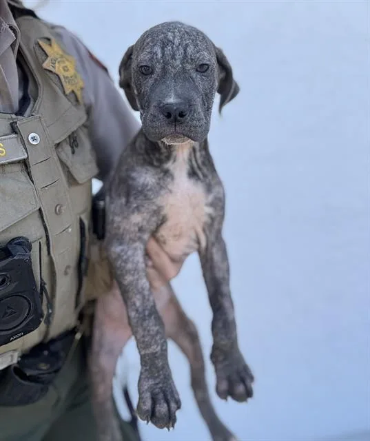 A baby small-sized female Pit Bull Terrier dog named Papaya for adoption in Fairfield, CA