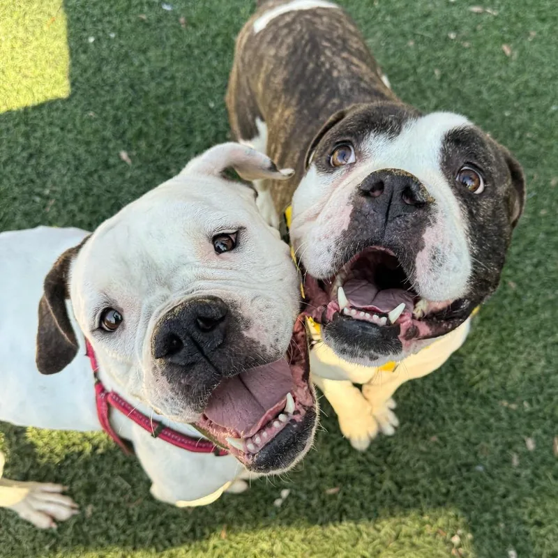 An adult large-sized male Brown / Chocolate American Bulldog dog named Apollo for adoption in Baltimore, MD