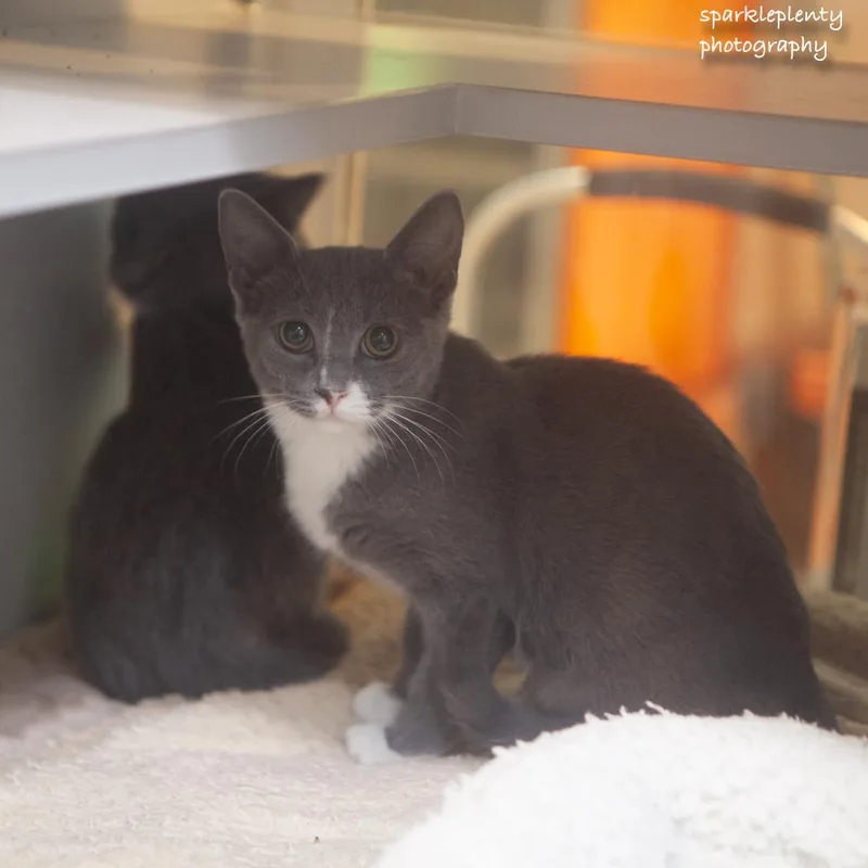 A baby medium-sized female Gray & White Domestic Short Hair cat named Macaroni for adoption in Ridgefield, CT