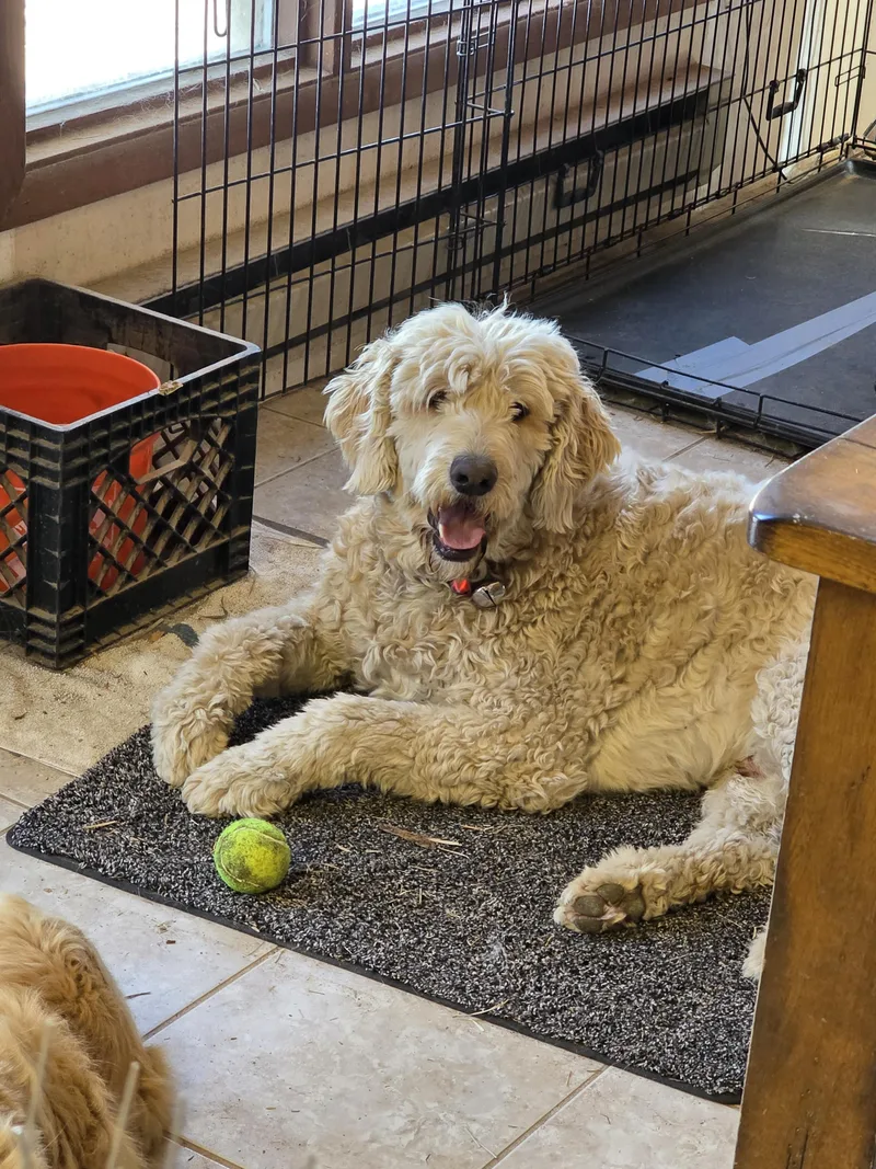 An adult large-sized male Labradoodle dog named Lucky for adoption in Sparks, NV