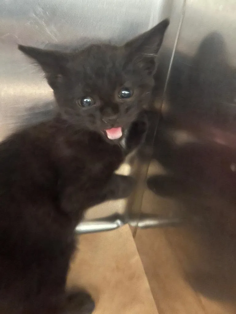 A baby small-sized female Domestic Short Hair cat named Vegas for adoption in Cartersville , GA