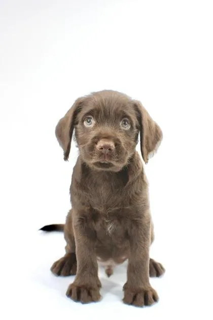 A baby medium-sized male Golden Retriever dog named Hendrix for adoption in Morton Grove, IL