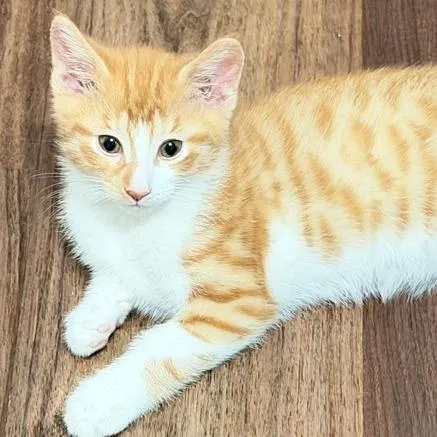 A baby small-sized male Orange / Red Domestic Short Hair cat named Chayce for adoption in Naperville, IL