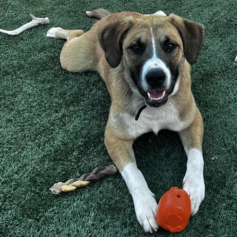 A young large-sized male Yellow / Tan / Blond / Fawn Great Pyrenees dog named Budderball for adoption in La Grange, KY