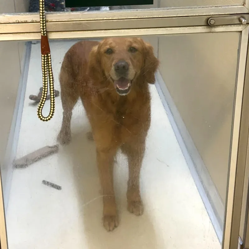 An adult large-sized male Red / Chestnut / Orange Golden Retriever dog named Lance for adoption in Phoenixville, PA