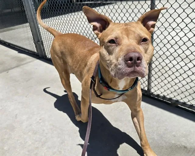 An adult large-sized male Pit Bull Terrier dog named Samson for adoption in Denver, CO