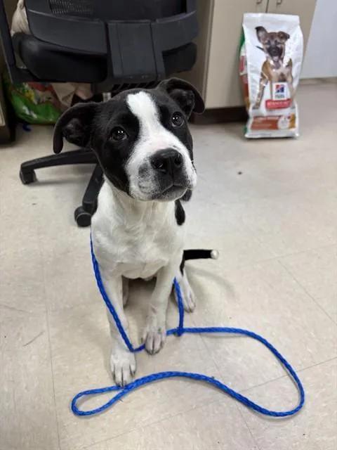 A baby small-sized male Pit Bull Terrier dog named Spaghetti for adoption in Killeen, TX