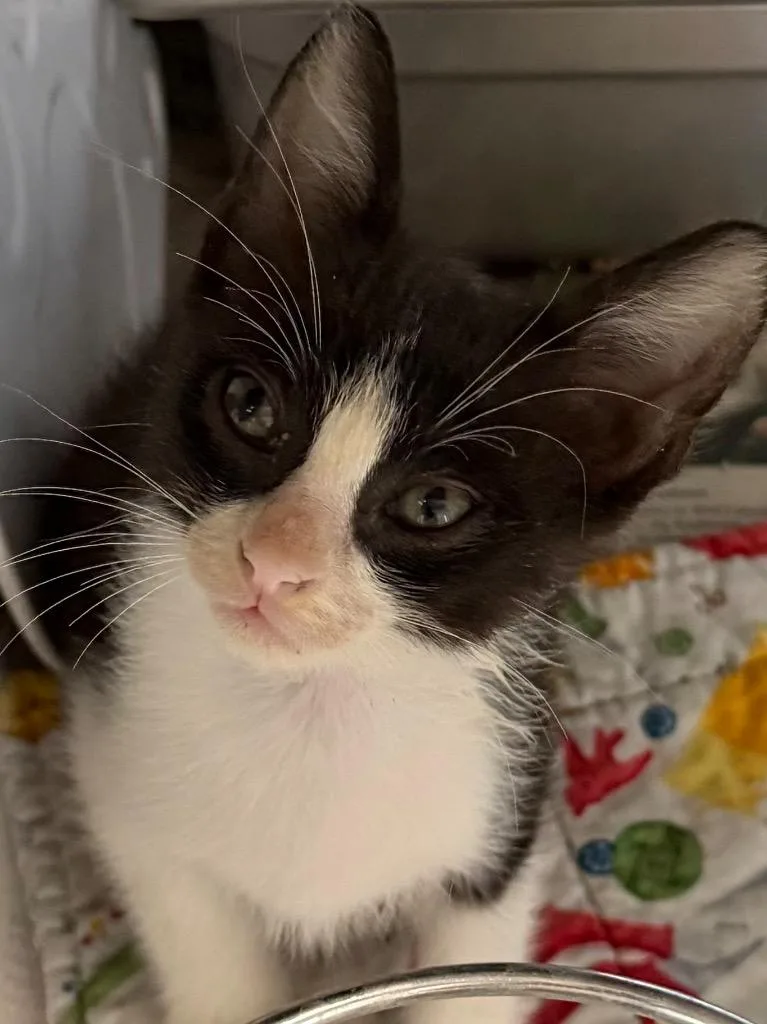 A baby small-sized male Tuxedo cat named Juancarlos for adoption in Brookhaven, MS
