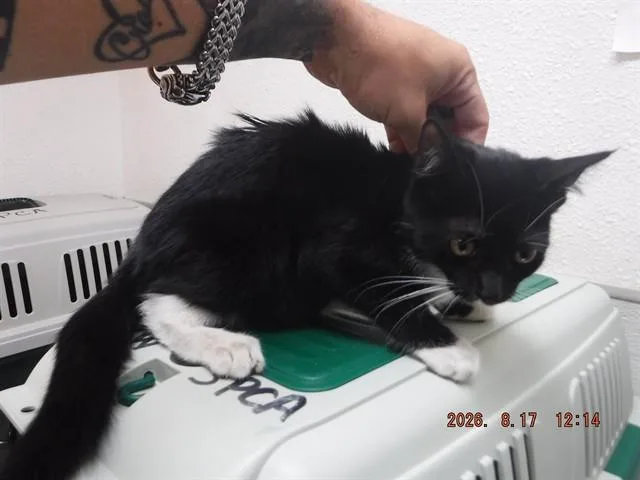 A baby small-sized female Domestic Short Hair cat named Dolly for adoption in Oroville, CA