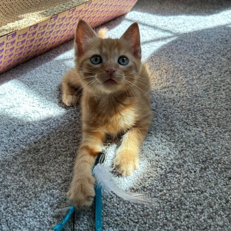 A baby medium-sized male Domestic Short Hair cat named Trouble for adoption in Candler, NC