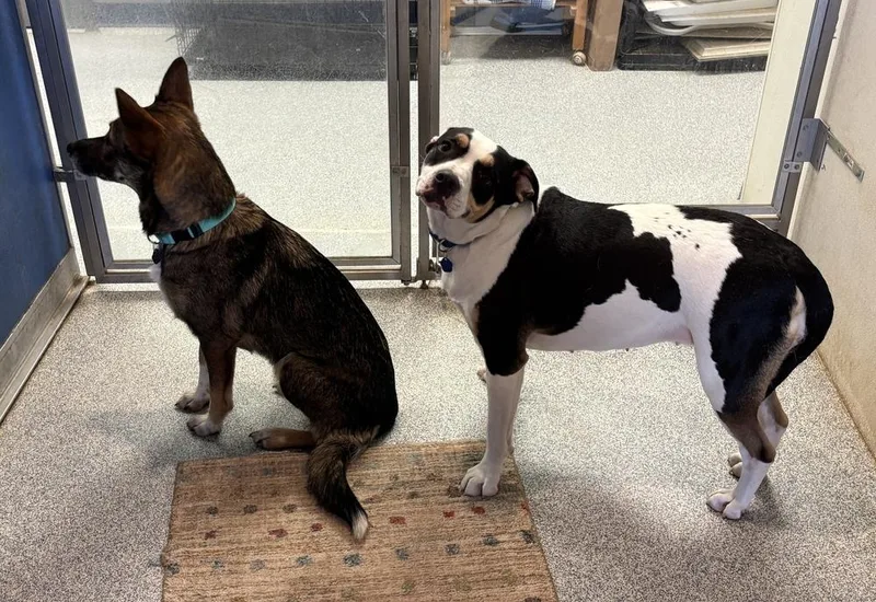 An adult medium-sized female Brown / Chocolate German Shepherd Dog dog named Weave for adoption in Bartlesville, OK
