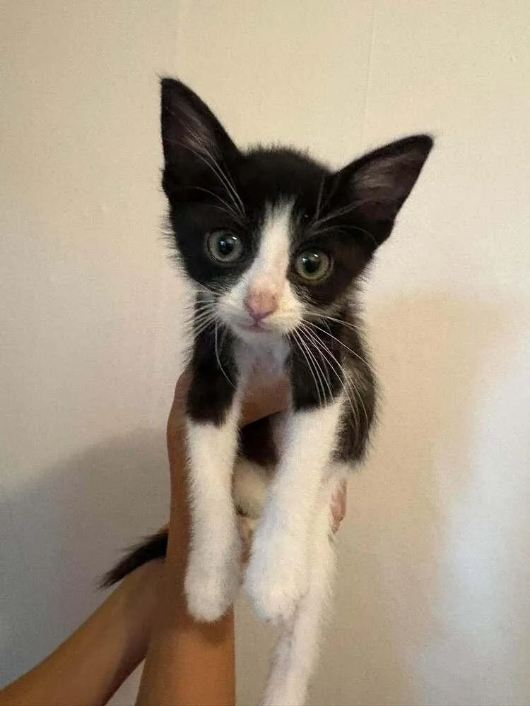 A baby small-sized male Black & White / Tuxedo Domestic Short Hair cat named Acorn Oreo Cu. for adoption in Peoria, IL