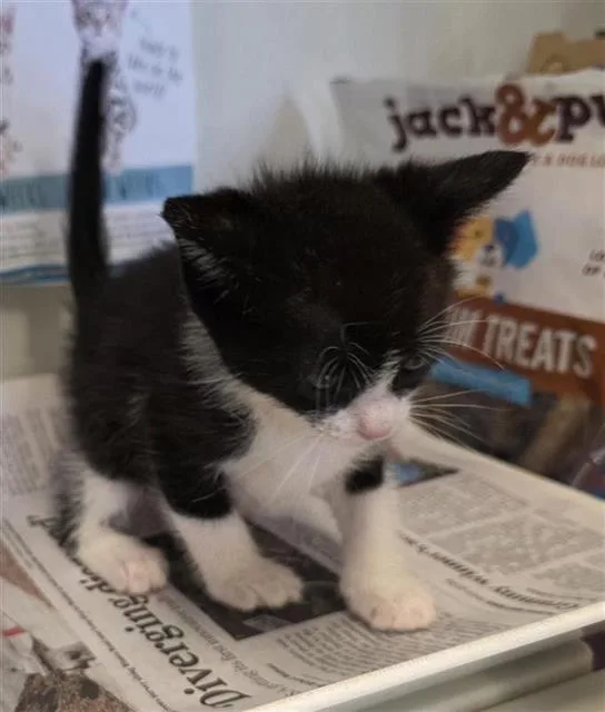 A baby small-sized male Domestic Short Hair cat named Pearsall for adoption in San Antonio, TX