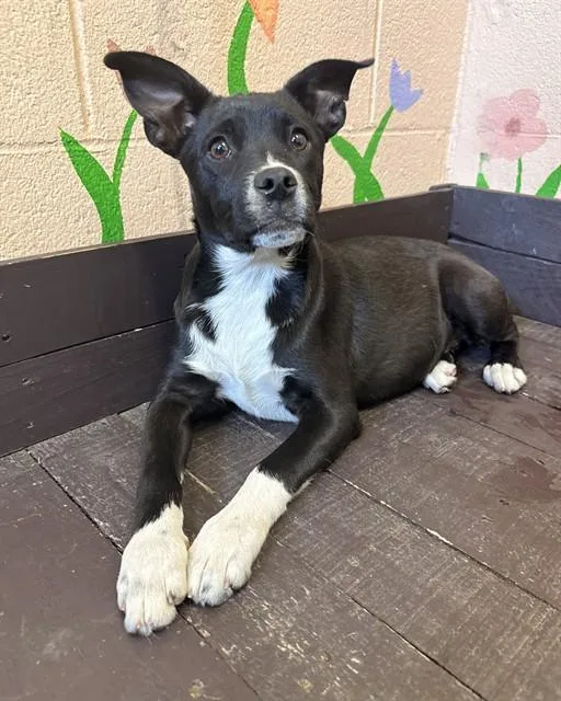 A young medium-sized female French Bulldog dog named Toto for adoption in Castaic, CA