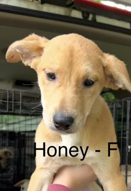 A baby large-sized female Yellow / Tan / Blond / Fawn Labrador Retriever dog named Honey for adoption in Parma, OH