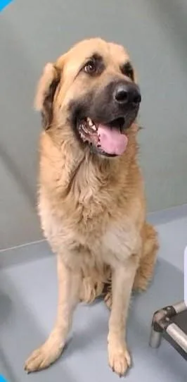 An adult large-sized male Golden Anatolian Shepherd dog named Bo for adoption in Sheboygan, WI