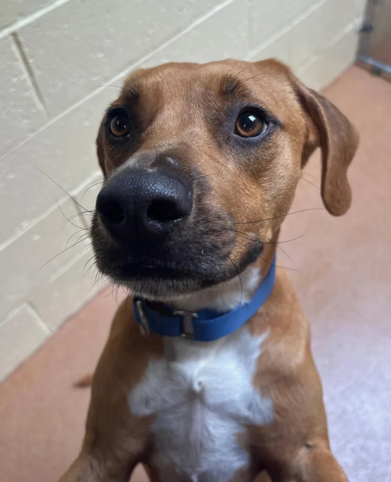 A baby medium-sized male Hound dog named Tom for adoption in Norwalk, CT