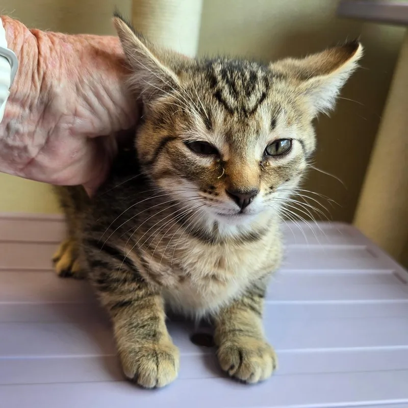 A baby small-sized male Gray / Blue / Silver Domestic Short Hair cat named Tigger for adoption in Madisonville, TN