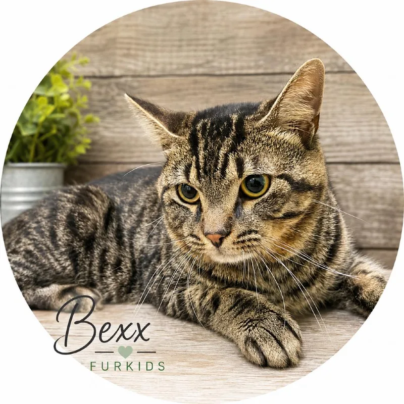 An adult medium-sized male Domestic Short Hair cat named Bexx for adoption in Cumming, GA