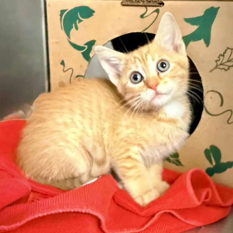 A baby small-sized male Orange / Red Domestic Short Hair cat named Banana for adoption in Palm Springs, CA