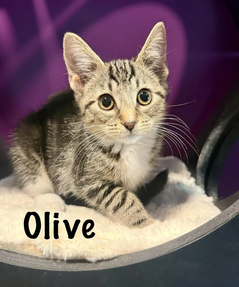 A baby medium-sized female Tabby (Brown / Chocolate) Domestic Short Hair cat named Olive for adoption in Frewsburg, NY