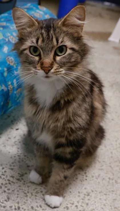 An adult medium-sized female Domestic Long Hair cat named Prettypretty for adoption in Baraboo, WI