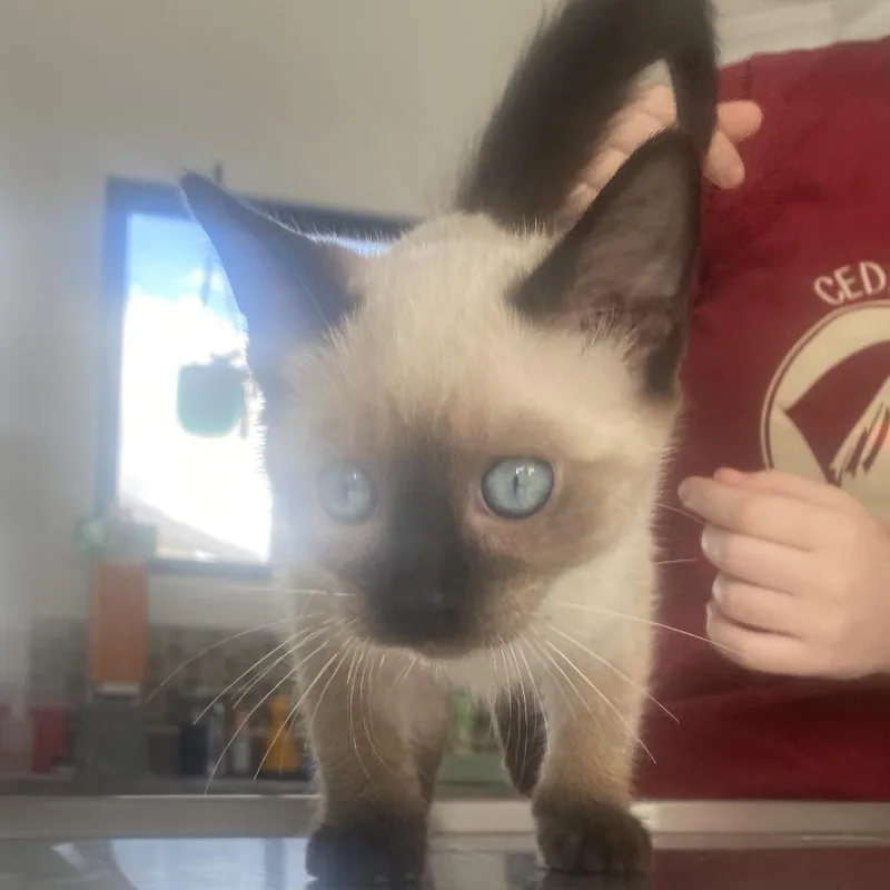 A baby small-sized female Seal Point Siamese cat named Stella for adoption in Chapel Hill, NC