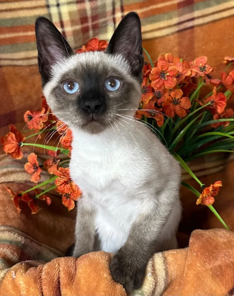 A baby small-sized male Domestic Short Hair cat named Pesto Mack for adoption in Stillwater, OK