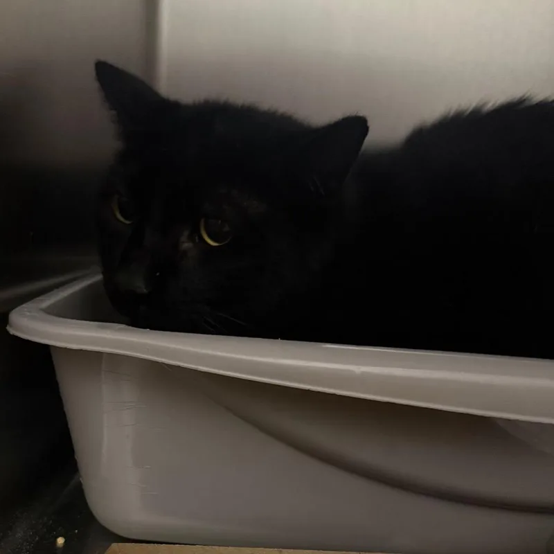 A senior large-sized male Black Domestic Short Hair cat named Professor Larry for adoption in Upland, CA