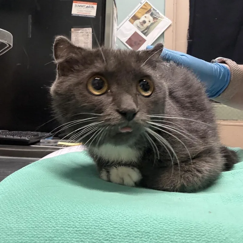 A senior small-sized female Gray / Blue / Silver American Curl cat named Misty for adoption in Tacoma, WA