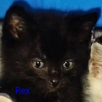 Rex thumbnail 2
