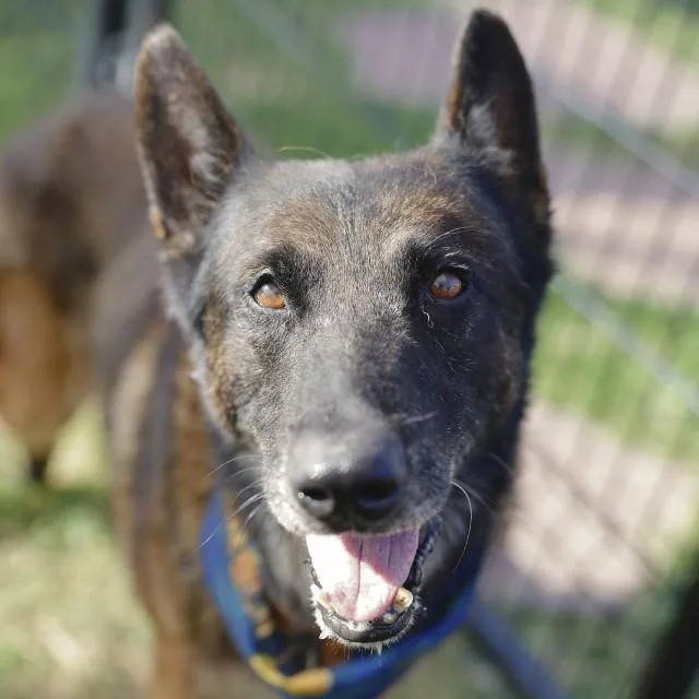 An adult medium-sized male Dutch Shepherd dog named Bram for adoption in San Antonio, TX