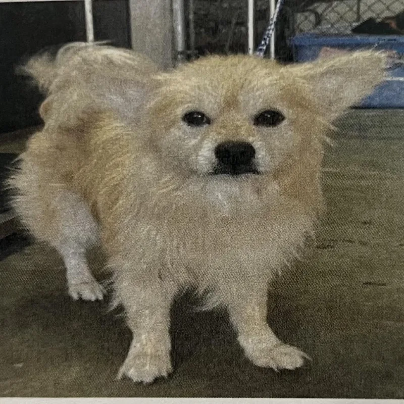 An adult small-sized male White / Cream Mixed Breed dog named Patches O'houlihan for adoption in Pensacola, FL