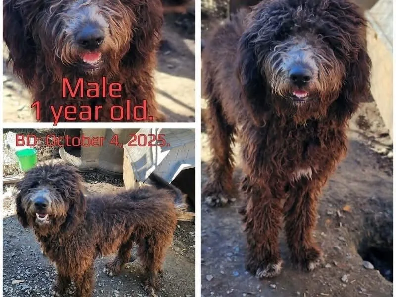 A young large-sized male Labradoodle dog named Sunny for adoption in Chattanooga, TN