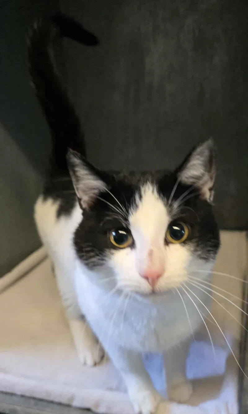 A young medium-sized male White Domestic Short Hair cat named Beckett for adoption in Freeport, IL