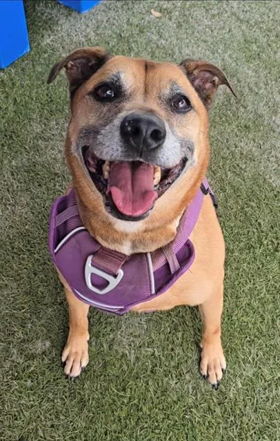 An adult large-sized male Labrador Retriever dog named Nike for adoption in Miami, FL