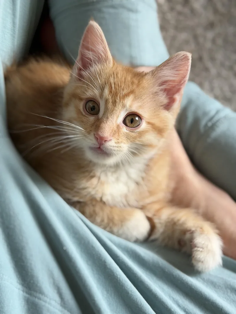 A baby medium-sized male Tabby (Orange / Red) Domestic Short Hair cat named Blister for adoption in Midvale, UT