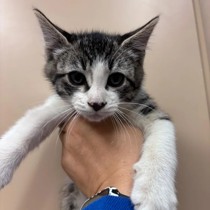 A baby small-sized male Black Domestic Short Hair cat named Crew for adoption in Santa Barbara, CA