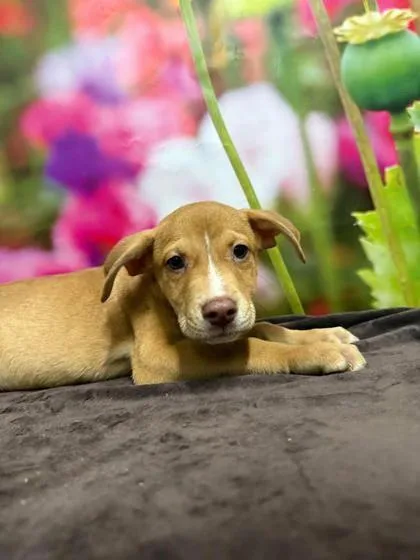 A baby large-sized male Border Collie dog named Hank for adoption in Morton Grove, IL