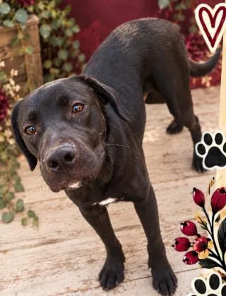 A young large-sized female Black Labrador Retriever dog named Tito for adoption in Norfolk, VA