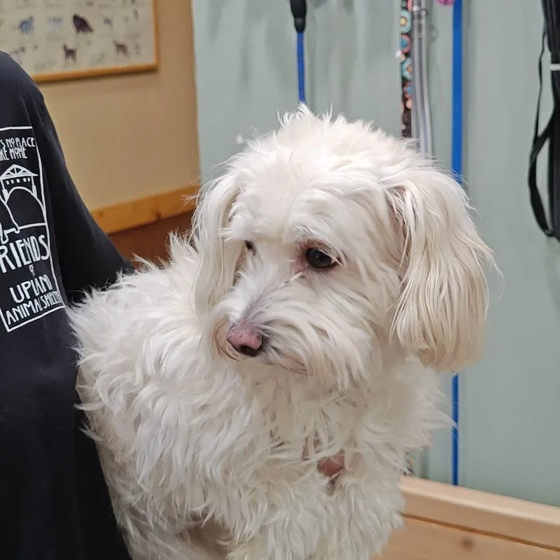 An adult small-sized female White / Cream Maltese dog named IEPAStray for adoption in Upland, CA