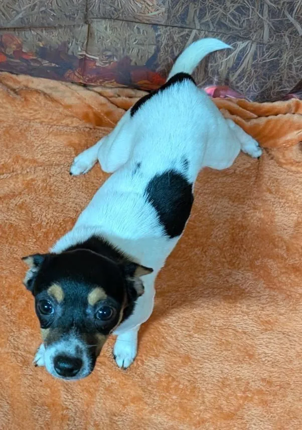 A baby small-sized male Jack Russell Terrier dog named Vinny for adoption in Watertown, CT