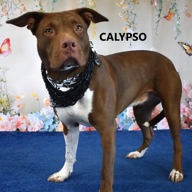 Calypso