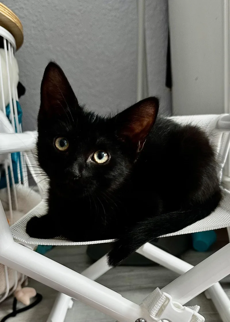 A baby medium-sized male Black Domestic Short Hair cat named Crash for adoption in Oviedo, FL