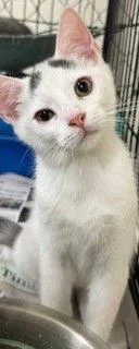 An adult medium-sized male Domestic Medium Hair cat named Timmy for adoption in Apollo, PA