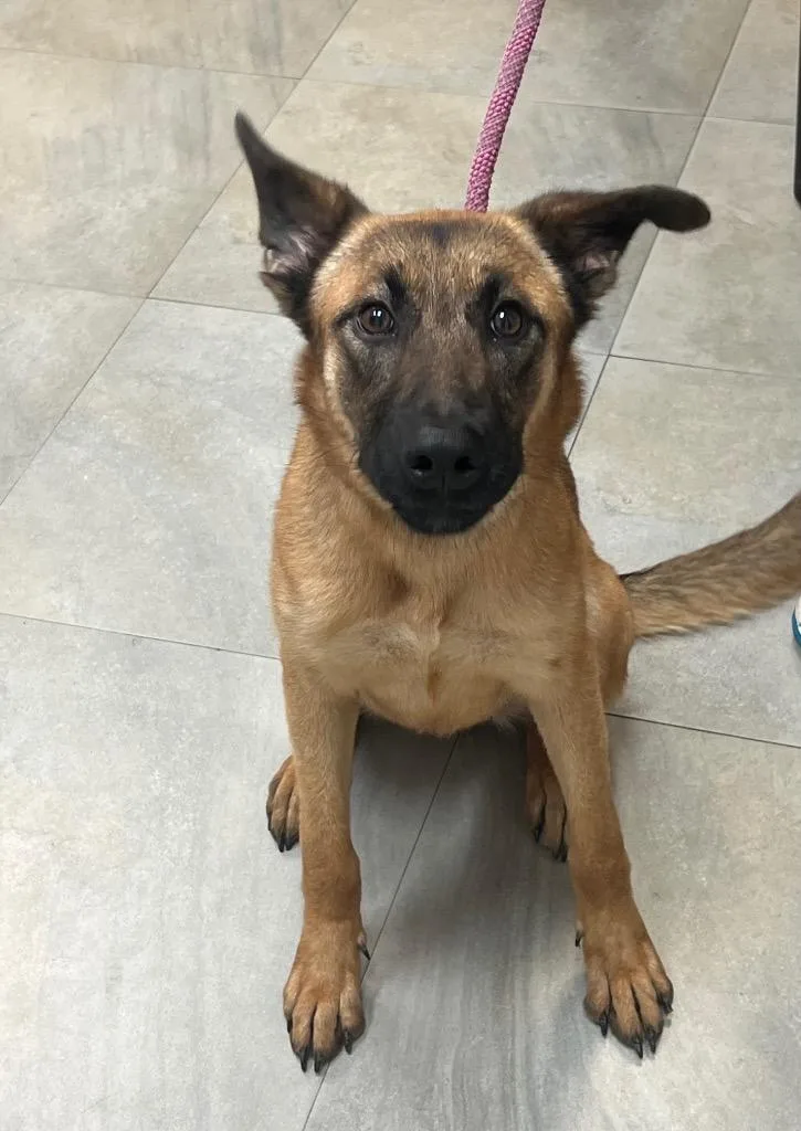 A baby small-sized female German Shepherd Dog dog named Valentina for adoption in Labelle, FL