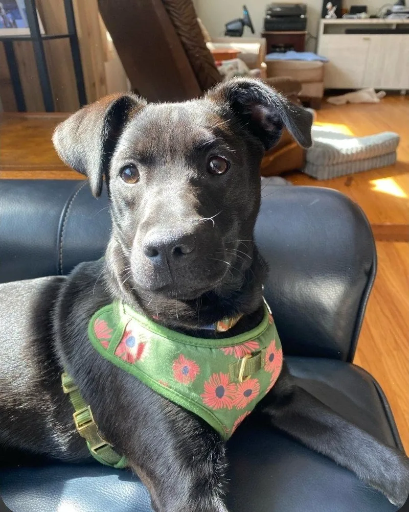 A young medium-sized female Labrador Retriever dog named Sapphire Nova for adoption in Saunderstown, RI